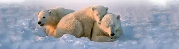 Polar bear banner from the Coolsense website